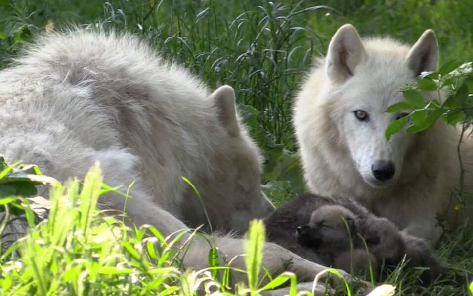 Panda Lynx Loup Decouvrez Les Bebes Animaux Les Plus Craquants De 17 Tele Loisirs