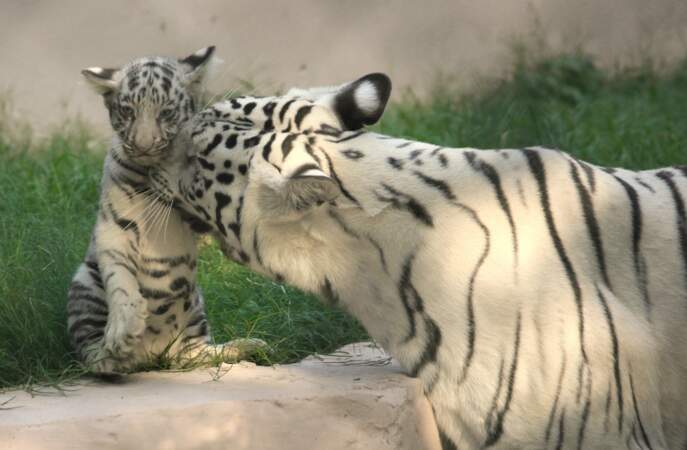 Séquence tendresse pour cette tigresse et son nouveau-né