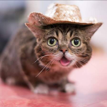 Lil Bub, proclamé " le chat le plus mignon du web".