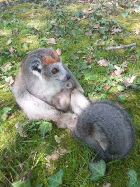 Andromède, la femelle maki couronné du parc, vient de donner naissance ! OOOh ! (La Vallée de singes)