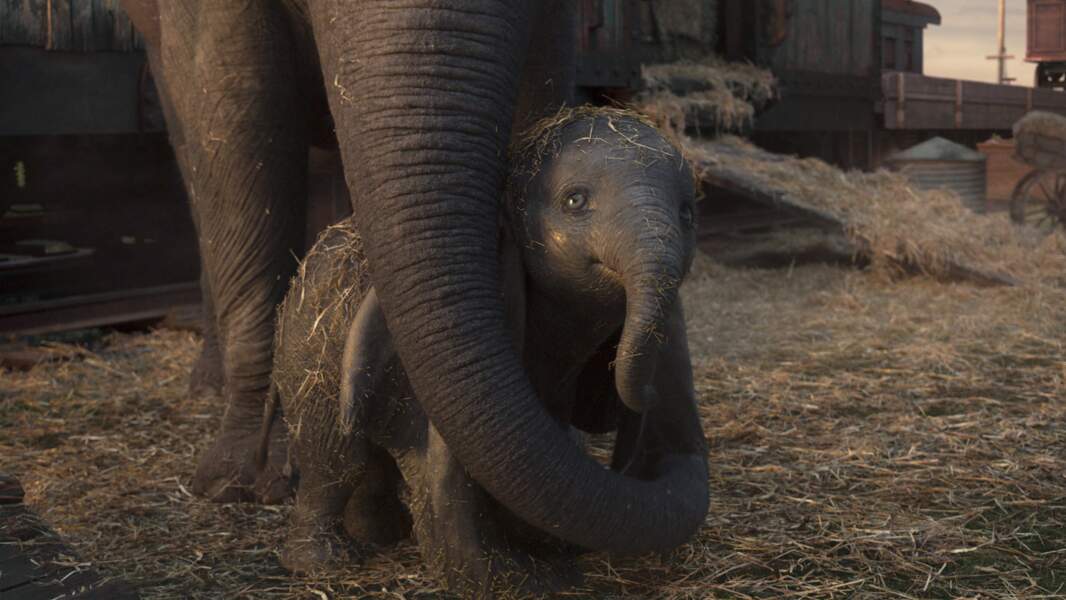 Dumbo ravi dans les jupes et la trompe de sa maman