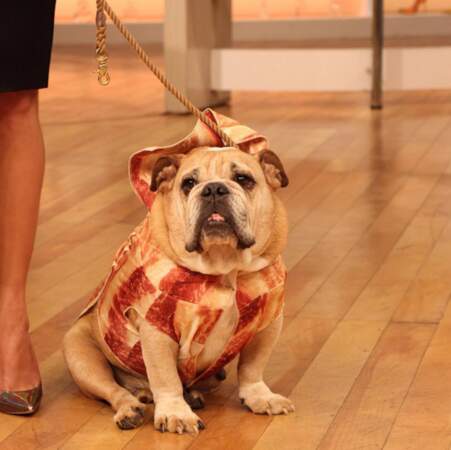 Et en parlant de chien, la boule de poils de Chrissy Teigen et John Legend était déguisé en bacon.