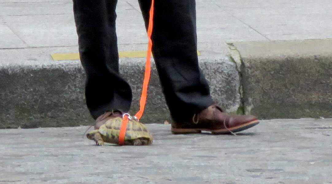 … mini tortue ! On espère qu'il n'a pas laissé les crottes de l'animal sur le trottoir !