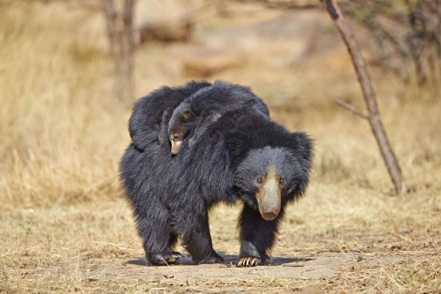 Cet ours paresseux, vu dans les montagnes de l'Inde, n'hésite pas à porter toute sa tribu sur le dos.