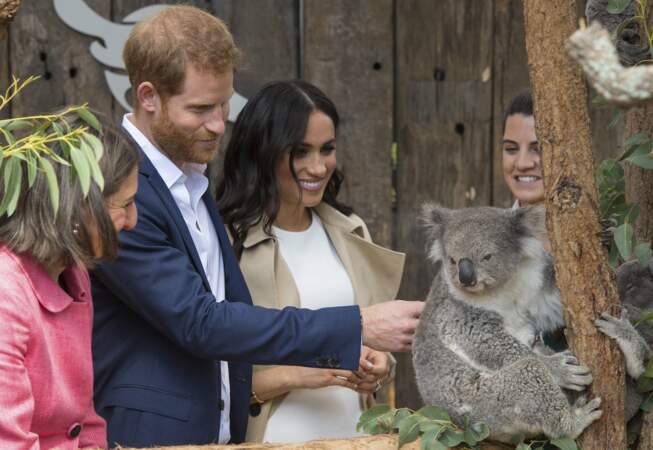 Harry et Meghan font la connaissance de Ruby un des koalas du zoo de Sydney