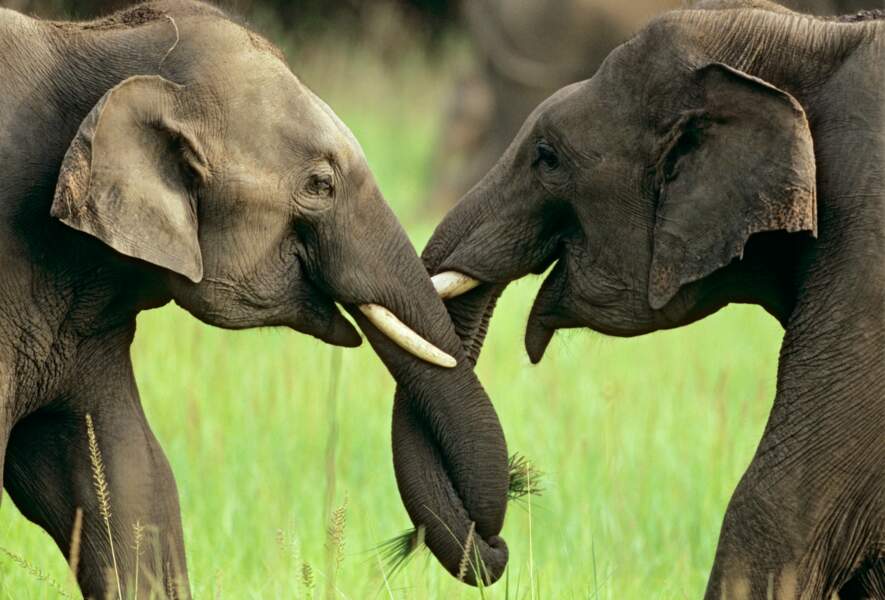 Bébé ou seniors, les éléphants seront toujours dans le hit parade de nos animaux préférés. 