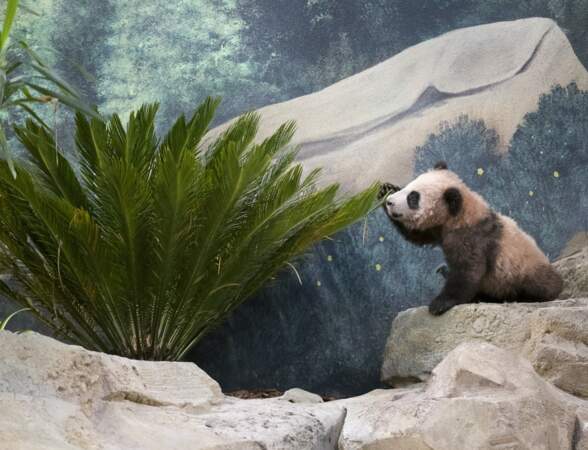 Les parents de Yuan Meng ont été prêtés au Zoo de Beauval par la Chine, pour une durée de dix ans.