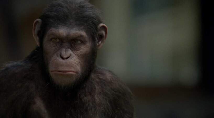 "La planète des singes : les origines" : les singes sont plus vrais que nature