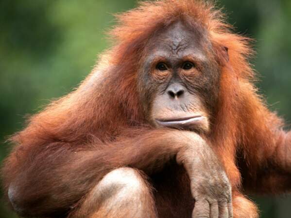 Ce grand primate semble un peu triste de la situation des autres ourangs-outans en Indonésie. Et on le comprend.