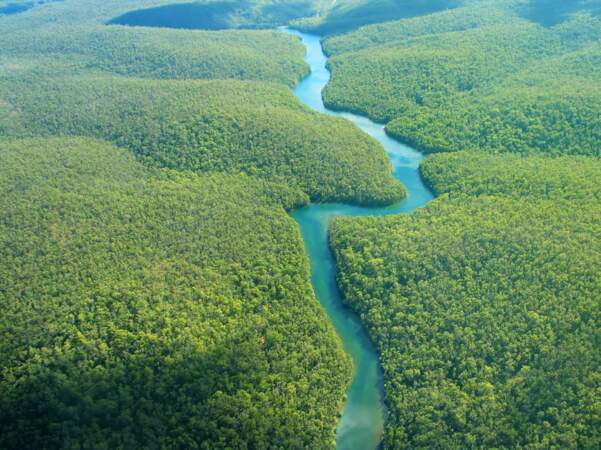 La forêt amazonienne, la plus grande forêt tropicale humide de la planète 