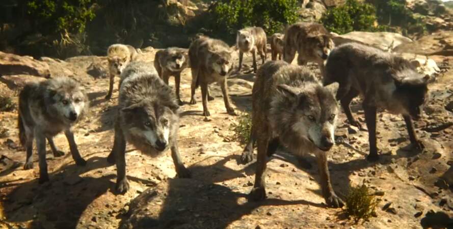 Réunion de crise sur le Rocher du conseil : les loups doivent renoncer à garder Mowgli