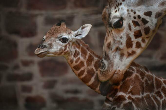 Ce petit girafon est né juste avant Noël, en Grande-Bretagne