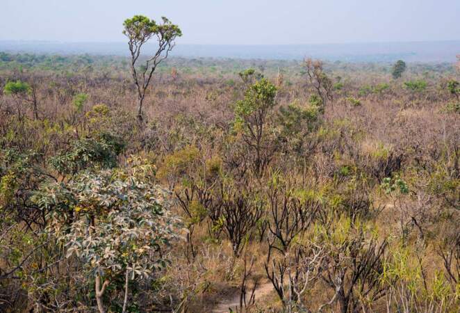 Savanes du Cerrado qui représentent 22% de la superficie du Brésil