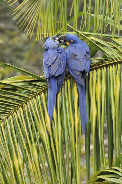 Et pour finir en beauté, un bisou entre deux majestueux perroquets aux magnifiques plumages bleus.
