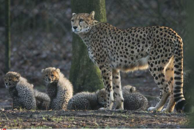 Une femelle guépard et ses petits, dans un zoo néerlandais