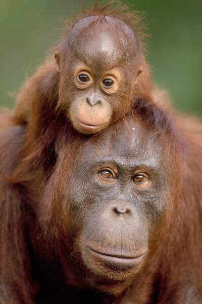On aurait bien envie d'adopter ce bébé orang-outan, si sa mère ne veillait pas au grain.
