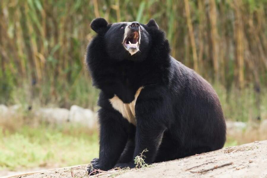 Quel animal coquet que cet ours à collier ! Pour le voir, rendez-vous au zoo d'Arcachon (La Teste de Buch, 33)