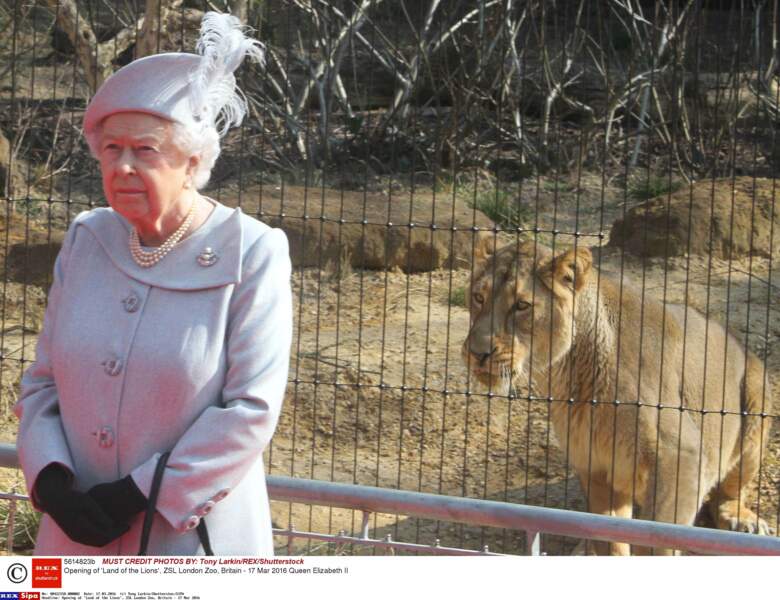 Qui gagne ? La reine d'Angleterre ou le roi des lions du zoo de Londres ?