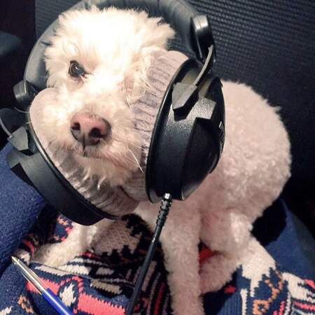 Elodie Gossuin ne se sépare jamais de son petit chien, même pour aller à la radio RFM.