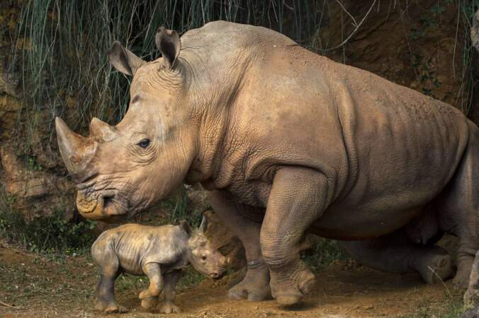 Non ce n'est pas une miniature. Voici un bébé rhinocéros et sa maman. Attention, bêtes féroces !