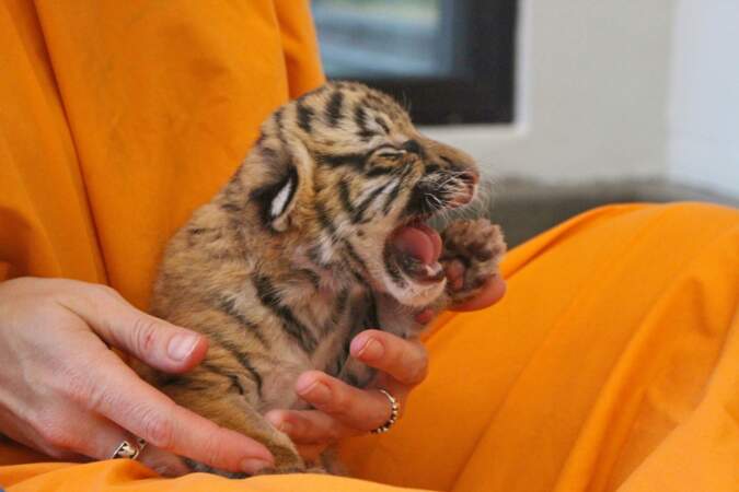 C'est certain : vous allez craquer devant ce bébé tigre 