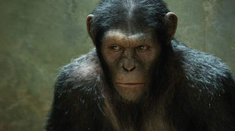 2011, sortie de "La planète des singes : les origines", un film de Rupert Wyatt avec James Franco