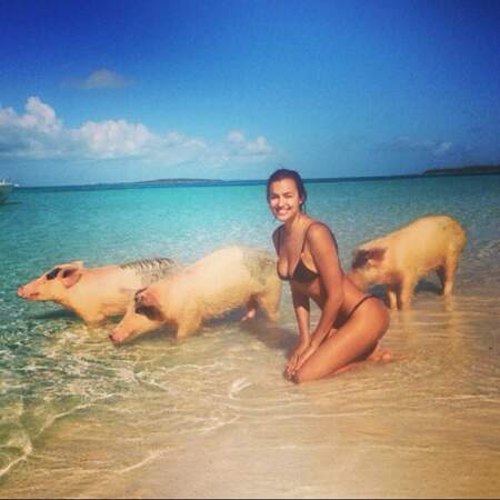 Imaginez le photographe qui dit : ''Hey, ça te dit de faire un shooting sur la plage avec des porcs ?''. 