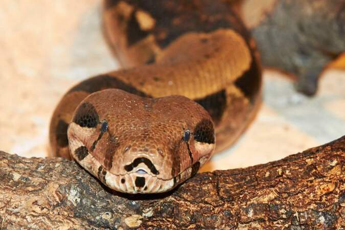 Il peut faire jusque 4 mètres et 30 kg, ce boa constrictor vit au Zoo de la Palmyre (Les Mathes, 17)