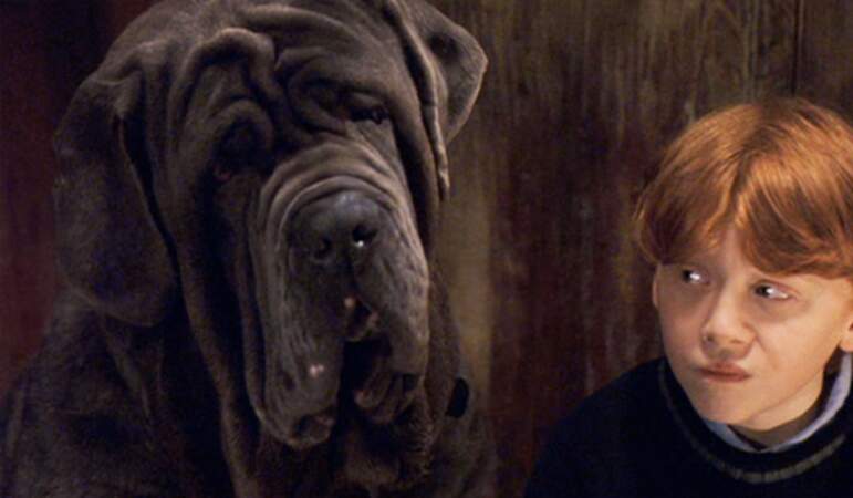 Le spécialiste des animaux, Hagrid a un énorme chien, Crockdur