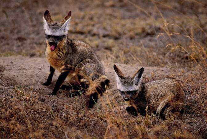Ces otocyons sont aussi appelés renard à tête de chauve-souris à cause de leurs très grandes oreilles (Arcachon)