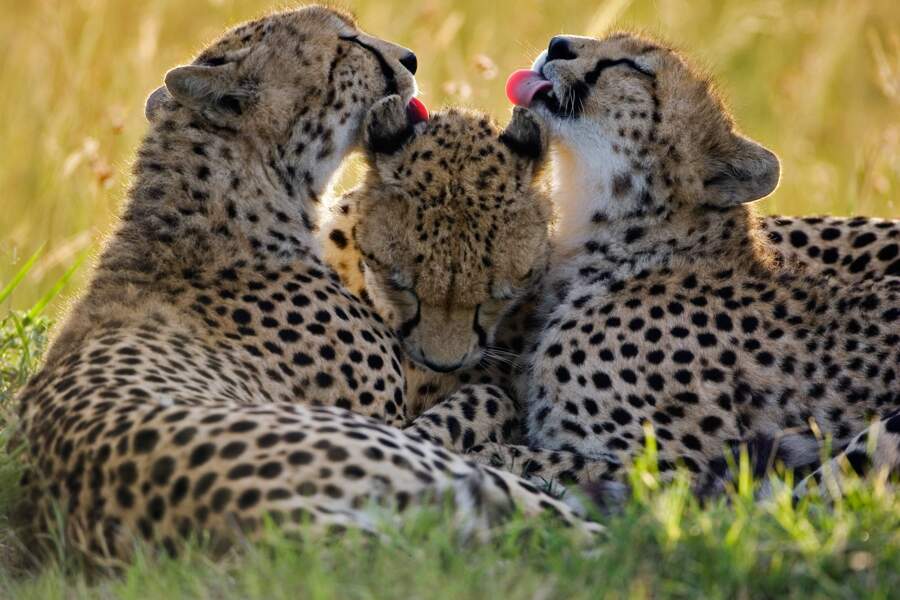 Après avoir dévoré une gazelle, ces deux léopards font la toilette de leur mère. Et elle a l'air d'apprécier.