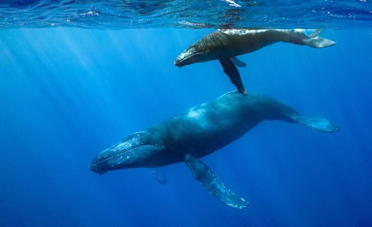 A la naissance, le baleineau à bosse pèse une tonne et sa mère doit lui donner 200 litres de lait quotidien pour qu