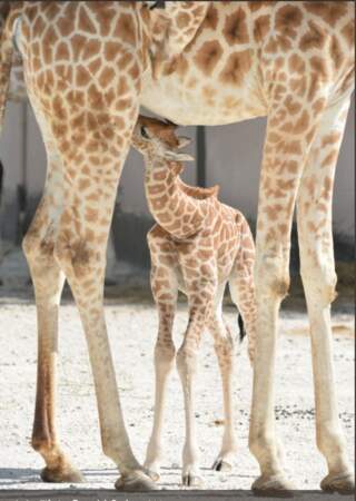 Malaï, le petit girafon, a lui surpris tout le monde avec sa venue au monde en novembre au zoo de La Flèche