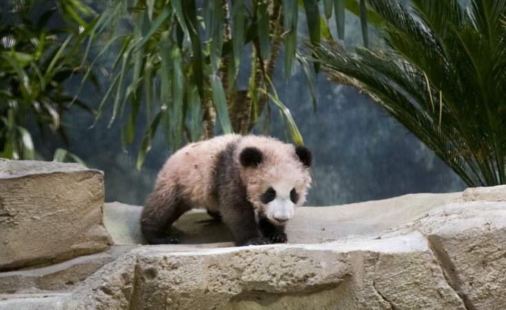 Rendez-vous au Zoo de Beauval pour admirer en vrai cette adorable petit panda !