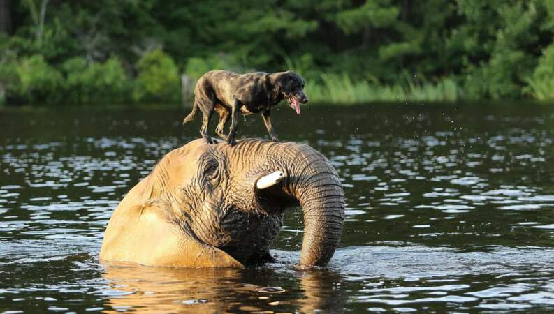 Ce chien et cet éléphant ont tout compris : Quoi de mieux qu'une séance de jeu aquatique pour se découvrir ! 