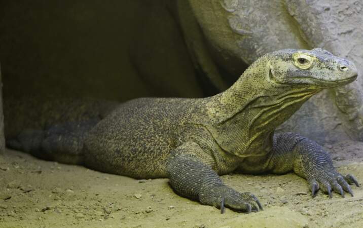 Il ne vit que sur 5 îles indonésiennes, et le Dragon de Komodo est le plus grand de tous les lézards (Thoiry, 78)