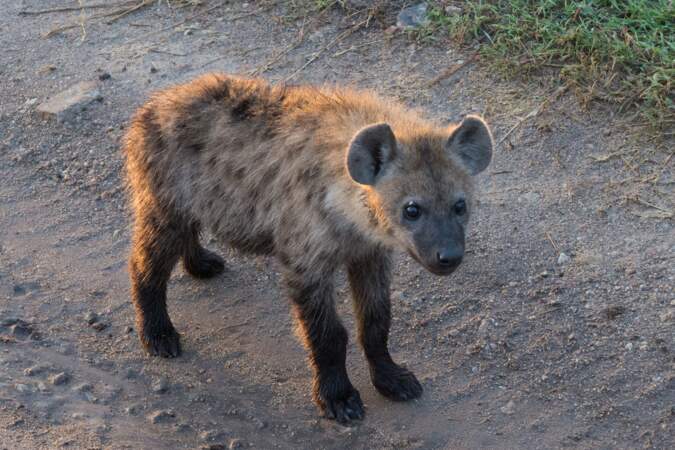 La petite hyène ne ressemble pas encore à ses congénères d'Afrique, des redoutables prédateurs. Grrr !