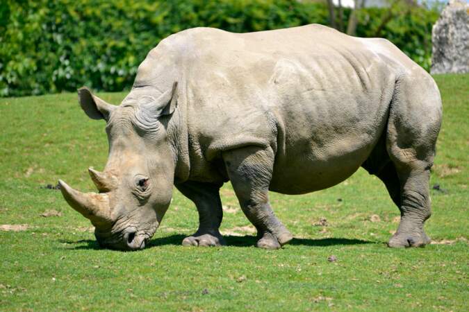 Pendant la préhistoire, des millions de rhinocéros peuplaient l'Afrique et l'Asie. Ils sont aujourd'hui en danger.