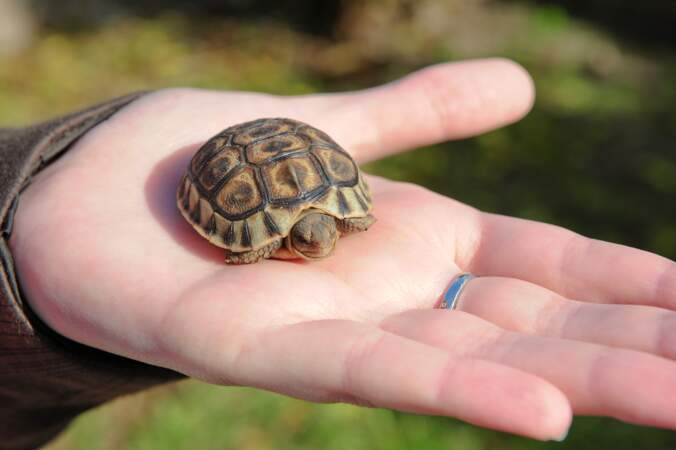 Les bébés tortues sillonnées pèsent entre 300 grammes et 1 kilo. Adultes, elles feront entre 60 et 100 kilos. 
