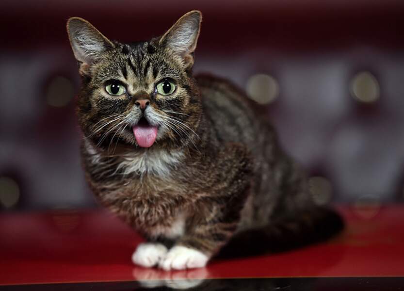 Voici Lil Bub, cette chatte a été proclamée chat le plus mignon d'internet. En gros c'est la Eva Longoria des chats