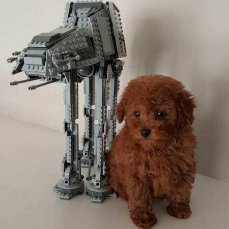 On vous présente Rey, le chien du petit Jacob Tremblay (Room), nommée après l'héroïne de Star Wars. 