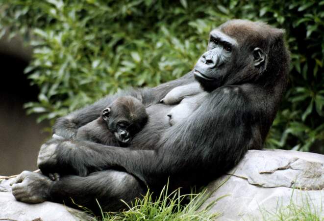 Continuons avec les singes. Voici la sieste chez les gorilles !