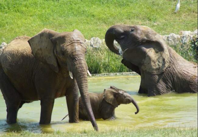 Enfin, le zoo de Plaisance a eu droit à la naissance de son premier éléphant, une petite fille appelée Makéba