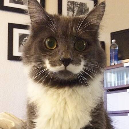 Son atout, une superbe moustache.