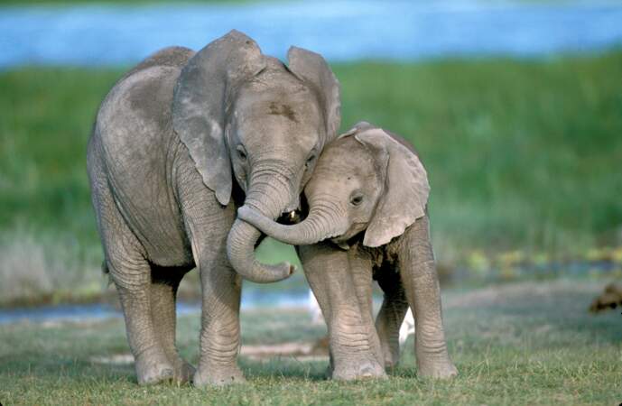 Cette mère et son éléphanteau nous donnent sérieusement envie de revoir Dumbo.