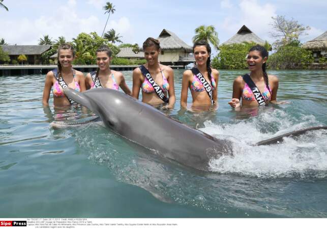La traditionnelle rencontre avec les dauphins !