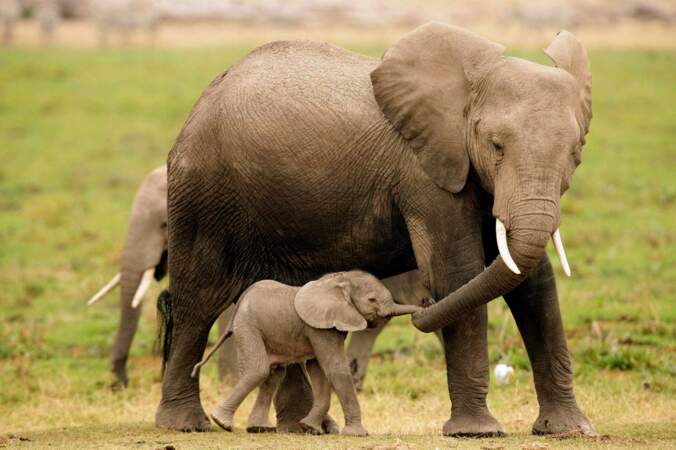 Maman éléphant et son éléphanteau sont connectés... par la trompe ! Trop mignon !