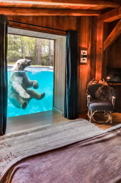 Vivez au plus près des ours polaires au zoo de la Flèche, où est tourné le programme de France 4 (La Flèche, 72)