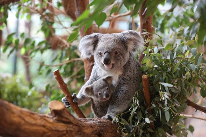Si Tinaroo, bébé koala, est né en mai 2016, il n'est sorti de la poche de sa mère qu'en janvier 2017
