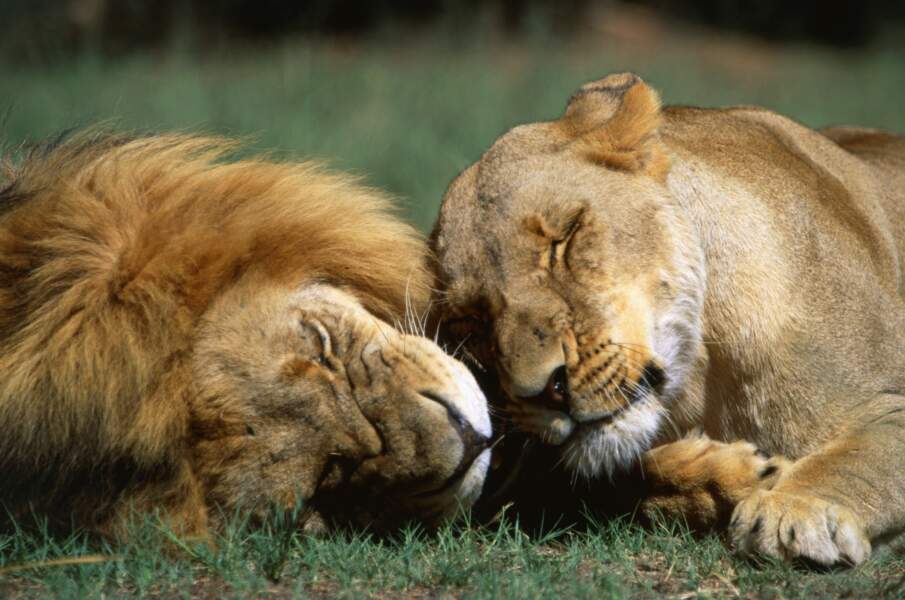 Quoi de mieux qu'une sieste à deux sous le soleil du Kenya ? Ce couple de lions ne boude pas son plaisir.